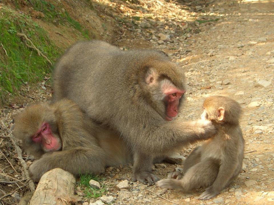 嵐山猴子公園 (Photo by Noneotuho, License: CC BY-SA 3.0, Wikimedia Commons提供)