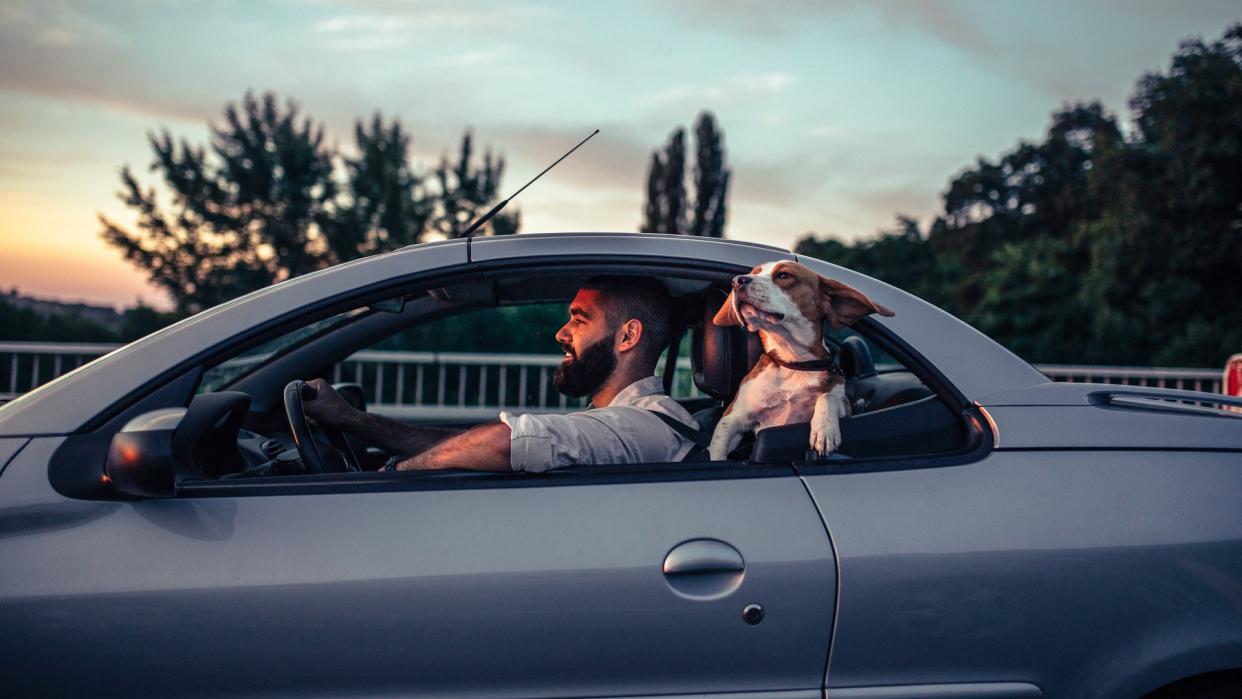 Cute dog enjoying the ride in the car.