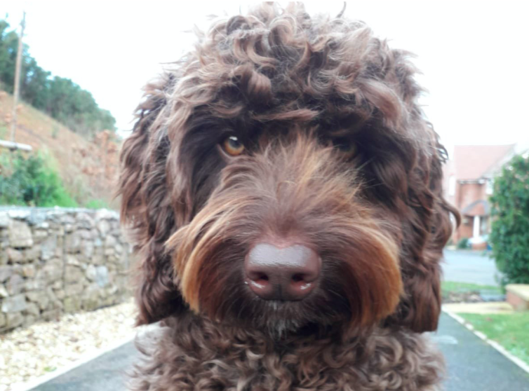 Digby helped save the life of a suicidal woman on the M5. (Devon and Somerset Fire and Rescue Service)