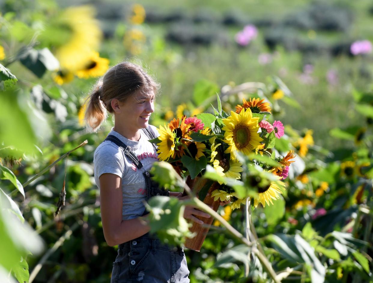 Emma Haws of Atwater visits the Sunflower Festival held earlier this month at Maize Valley Winery & Craft Brewery in Marlboro Township.