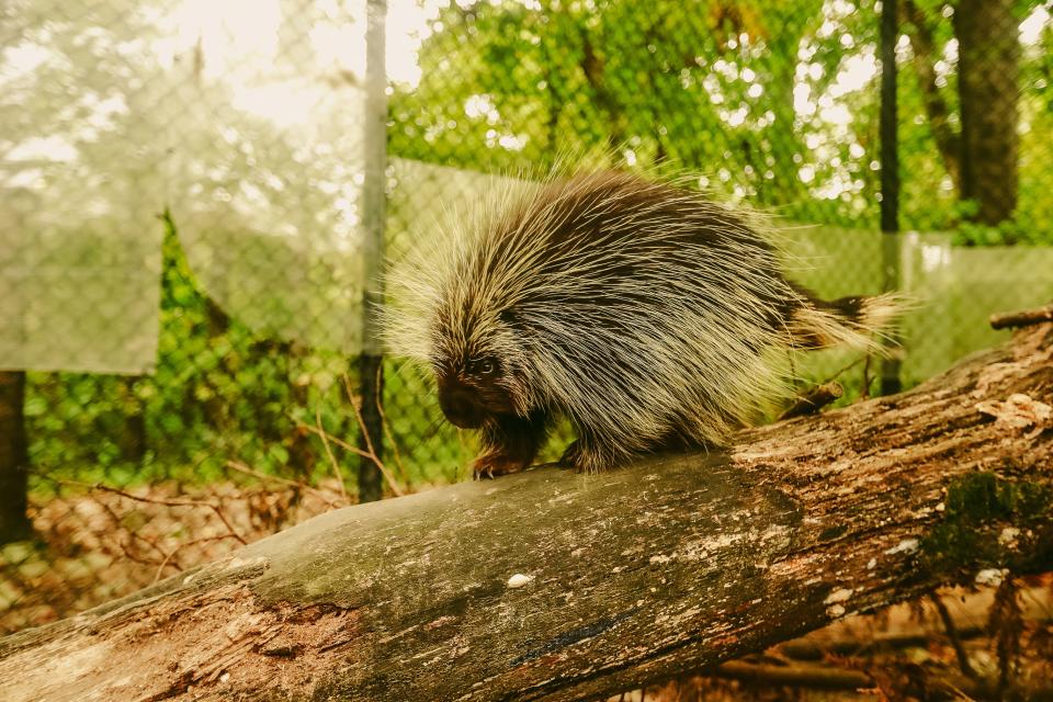 A porcupine walks down a log in their exhibit at the Memphis Zoo on Tuesday, Oct. 10, 2023 at the Memphis Zoo in Memphis, Tenn.