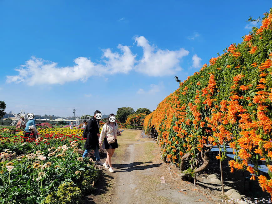 台中后里｜中社觀光花市