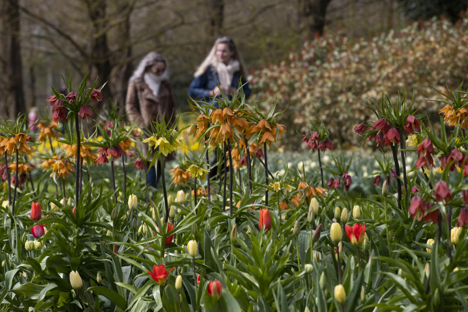 Far fewer visitors than normal are seen at the world-famous Keukenhof garden in Lisse, Netherlands, Friday, April 9, 2021. Finally, after month after bleak month of lockdown, there are springtime shoots of hope emerging for a relaxation of coronavirus restrictions at a Dutch flower garden and other public venues. Keukenhof nestled in the pancake flat bulb fields between Amsterdam and The Hague opened its gates Friday to a lucky 5,000 people who were allowed in only if they could show proof on a smartphone app that they had just tested negative for COVID-19. (AP Photo/Peter Dejong)