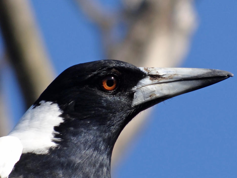 A magpie is pictured.