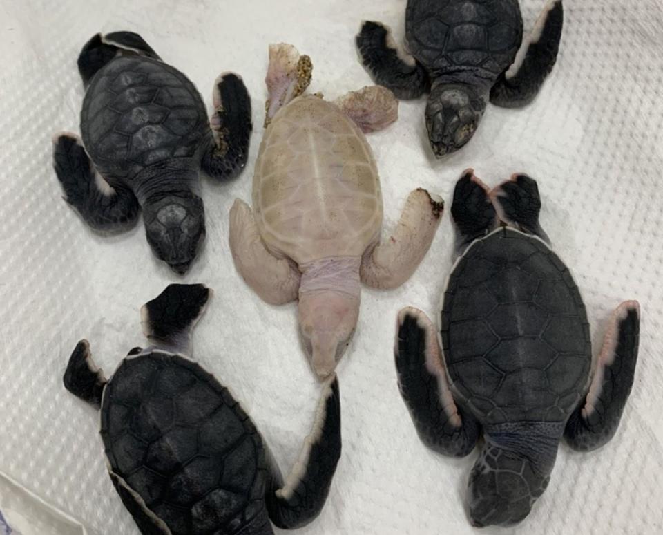 
去年9月30日於澎湖望安綠蠵龜棲息產卵保護區的西安瀨灣仔沙灘發現小綠蠵龜孵化出土，大部份都自行爬向大海求生，包括這隻白化症在內的5隻小綠蠵龜，疑因體弱不幸死亡。
（檔案照）