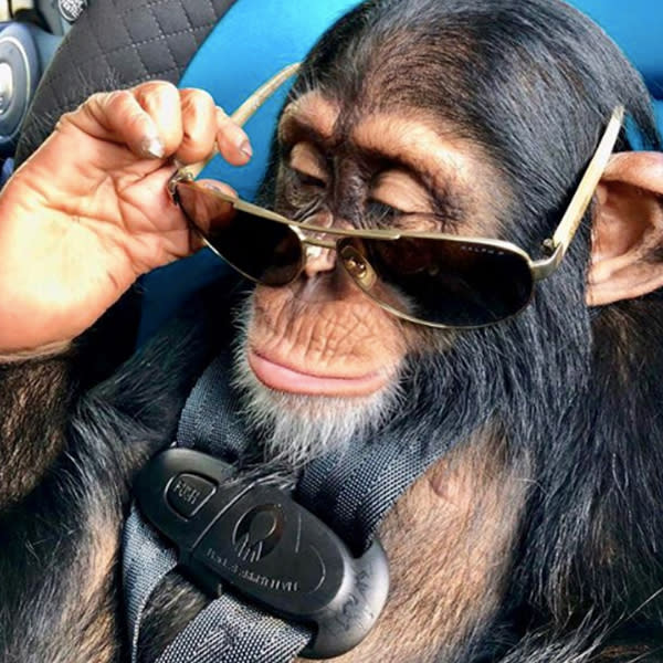 Limbani es un chimpancé muy inteligente ¡y cool! Foto: Instagram.com/limbanizwf