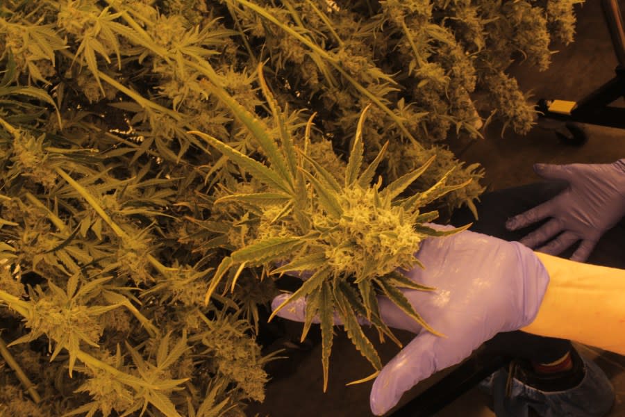 A Cresco Labs employee holds an adult marijuana plant May 15, 2024, at their Yellow Springs, Ohio facility. (NBC4 Photo/Mark Feuerborn)