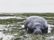 <p>Diese Seekuh wurde an Land getrieben, weil der Wasserspiegel in der Florida Bay aufgrund des Hurrikans zurückgewichen war. (Bild: Michael Sechler/AP/dpa) </p>