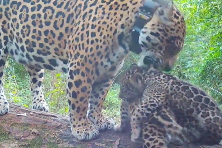 Dos nuevos yaguaretés nacieron en los Esteros del Iberá (Foto: Gentileza / Captura de video)