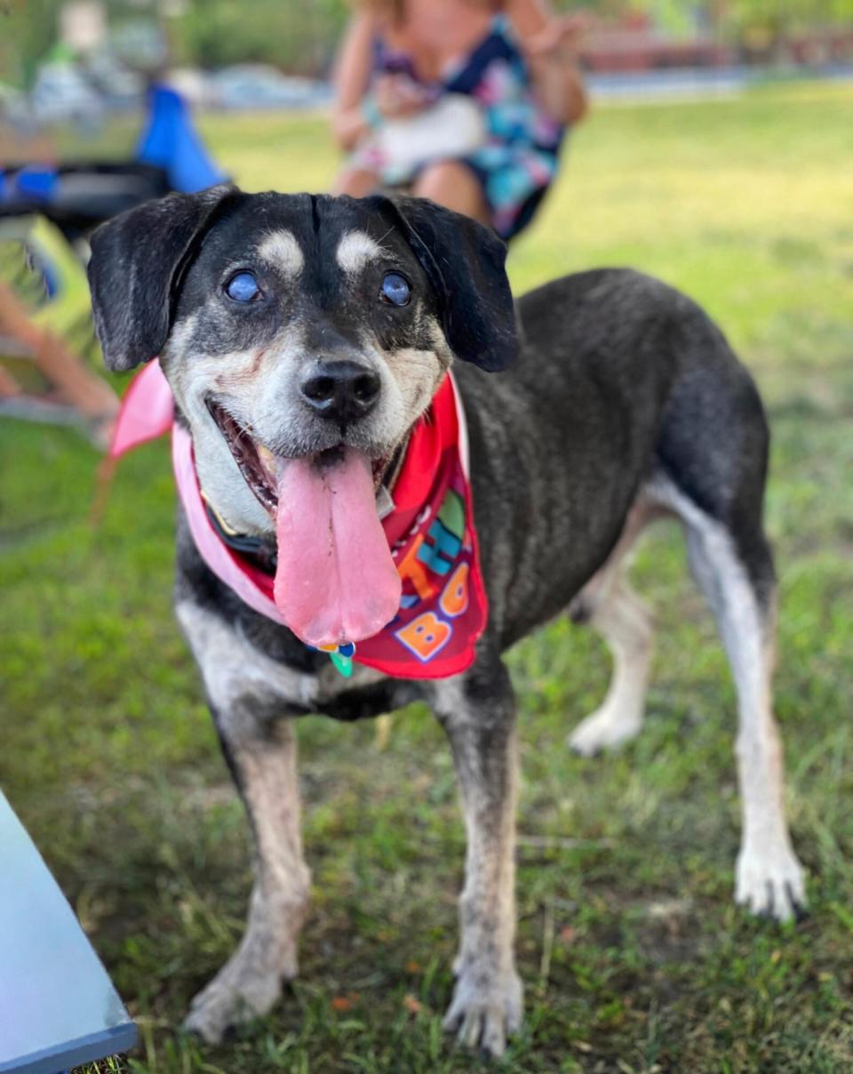 worlds cutest rescue dog finalists