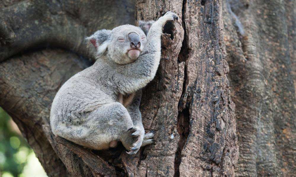 A sleeping koala