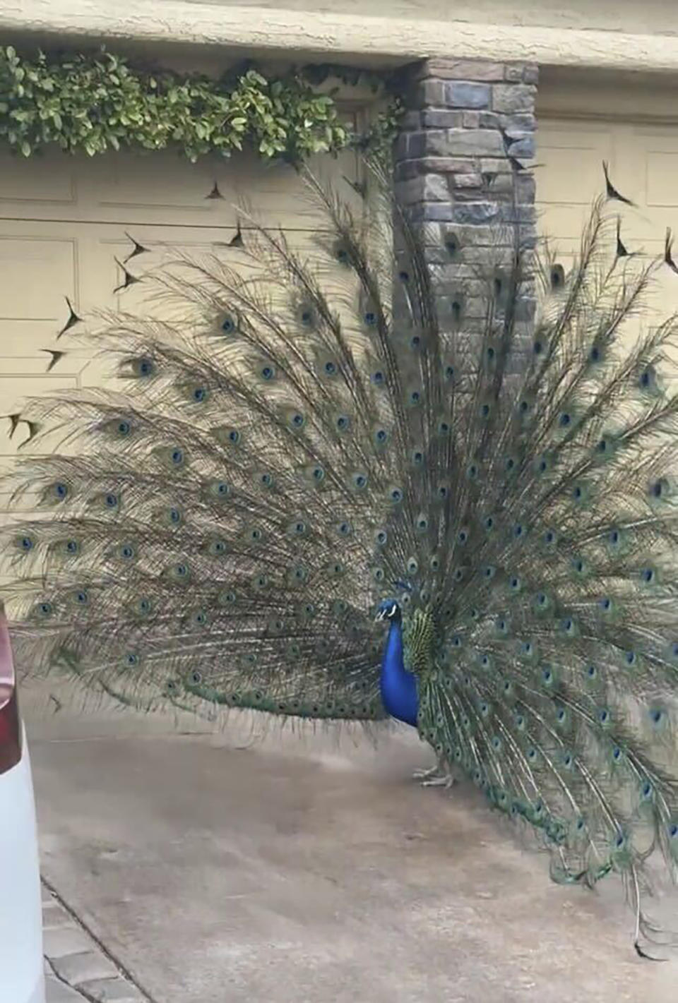 This undated photo provided by Felicity Carter shows Pete, a Las Vegas neighborhood peacock that was killed with a hunter's bow and arrow in August 2023. Authorities are trying to find who was behind it. (Felicity Carter via AP)