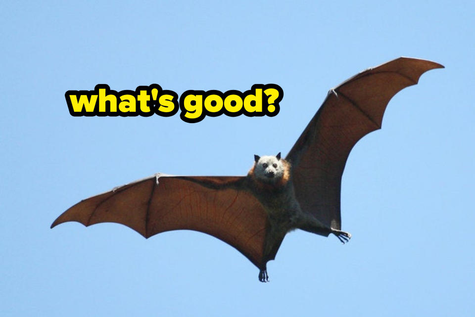 A bat flying with text reading, "what's good?"
