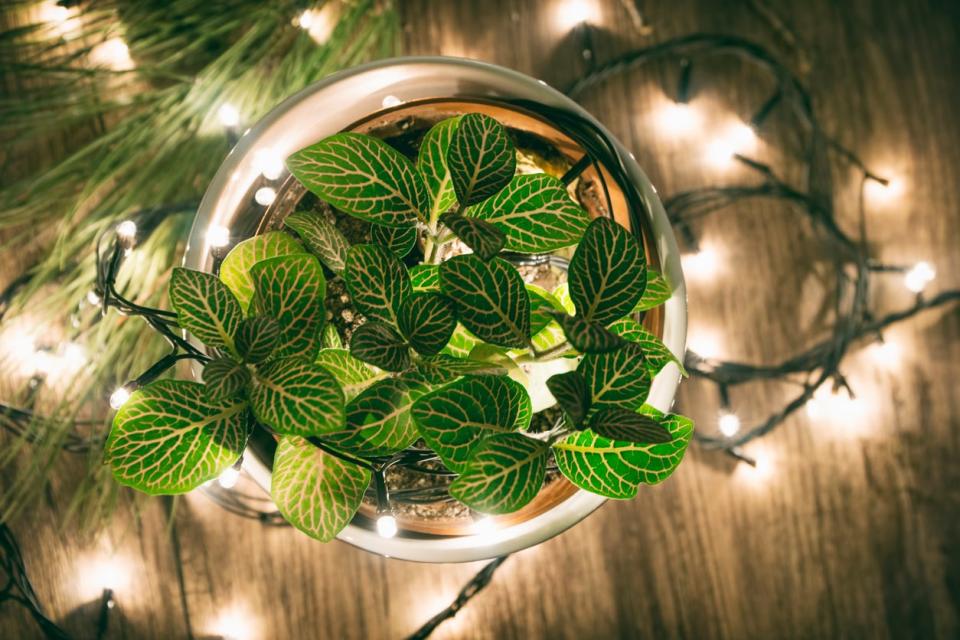 A-houseplant-is-surrounded-by-twinkle-string-lights.