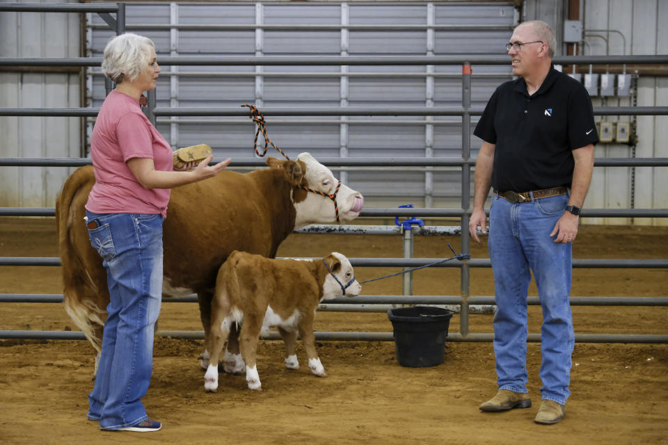 Joni Brewer talks to Bart Barber while preparing her miniature Hereford cow and calf for the Celebrate the Possibilities Livestock Show 2022 hosted by local chapters of the 4-H Club and National FFA Organization in McKinney, Texas, on Saturday, Sept. 24, 2022. Barber’s background as a trusted, small-town preacher — not to mention his folksy sense of humor and self-deprecating style — helps explain why fellow Baptists picked him as their new leader. (AP Photo/Audrey Jackson)