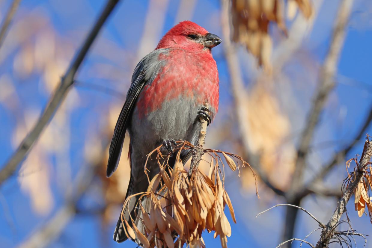 A male Pine Grosbeak enjoying the December sun. It is an infrequent winter visitor in central Montana, but this year 39 were counted in Cascade County during the annual Christmas Bird Count