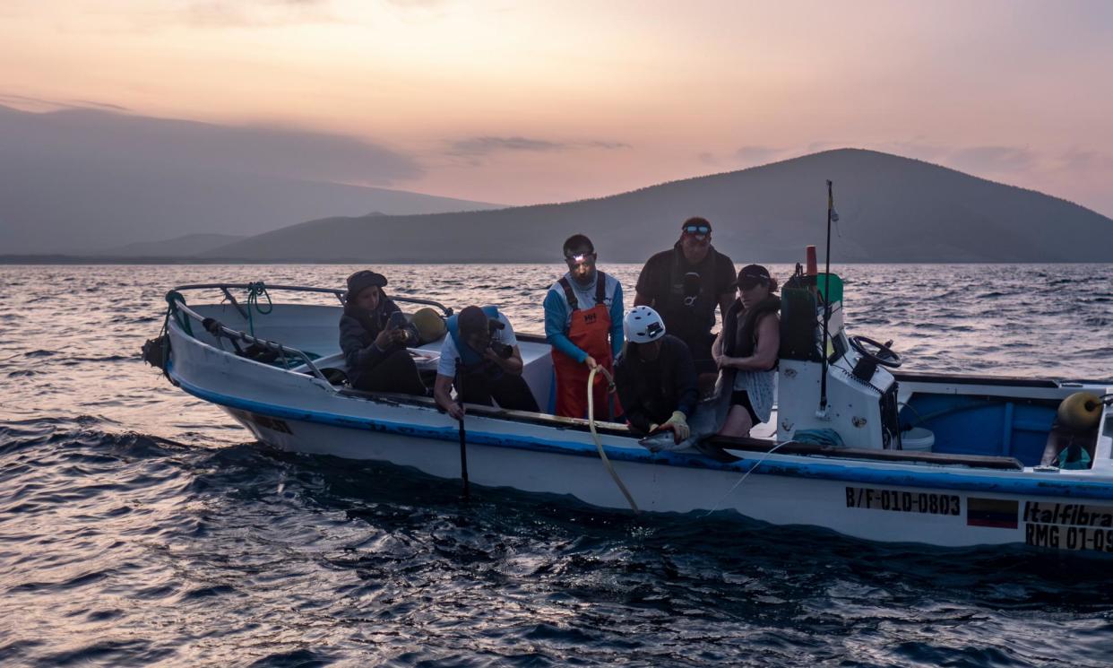 <span>A shark is tagged off the Galápagos. Though safe near the islands, once these wide-roaming species move outside the reserve, they are vulnerable to illegal industrial fishing ships on the high seas.</span><span>Photograph: Tommy Trenchard/Greenpeace</span>