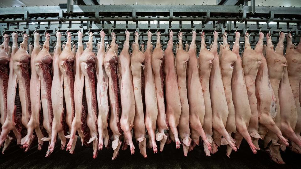 Halbierte Schweine hängen in einem Schlachthof. Die Fleischindustrie in NRW muss Beschäftigte künftig zwei Mal pro Woche testen lassen.