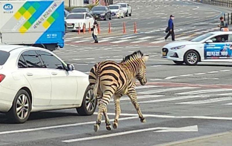 An image captured and shared on Instagram by user hwan._.man on March 23, 2023 shows a young zebra that escaped from a local zoo galloping down a road in South Korea's capital city Seoul. / Credit: Instagram/hwan._.man