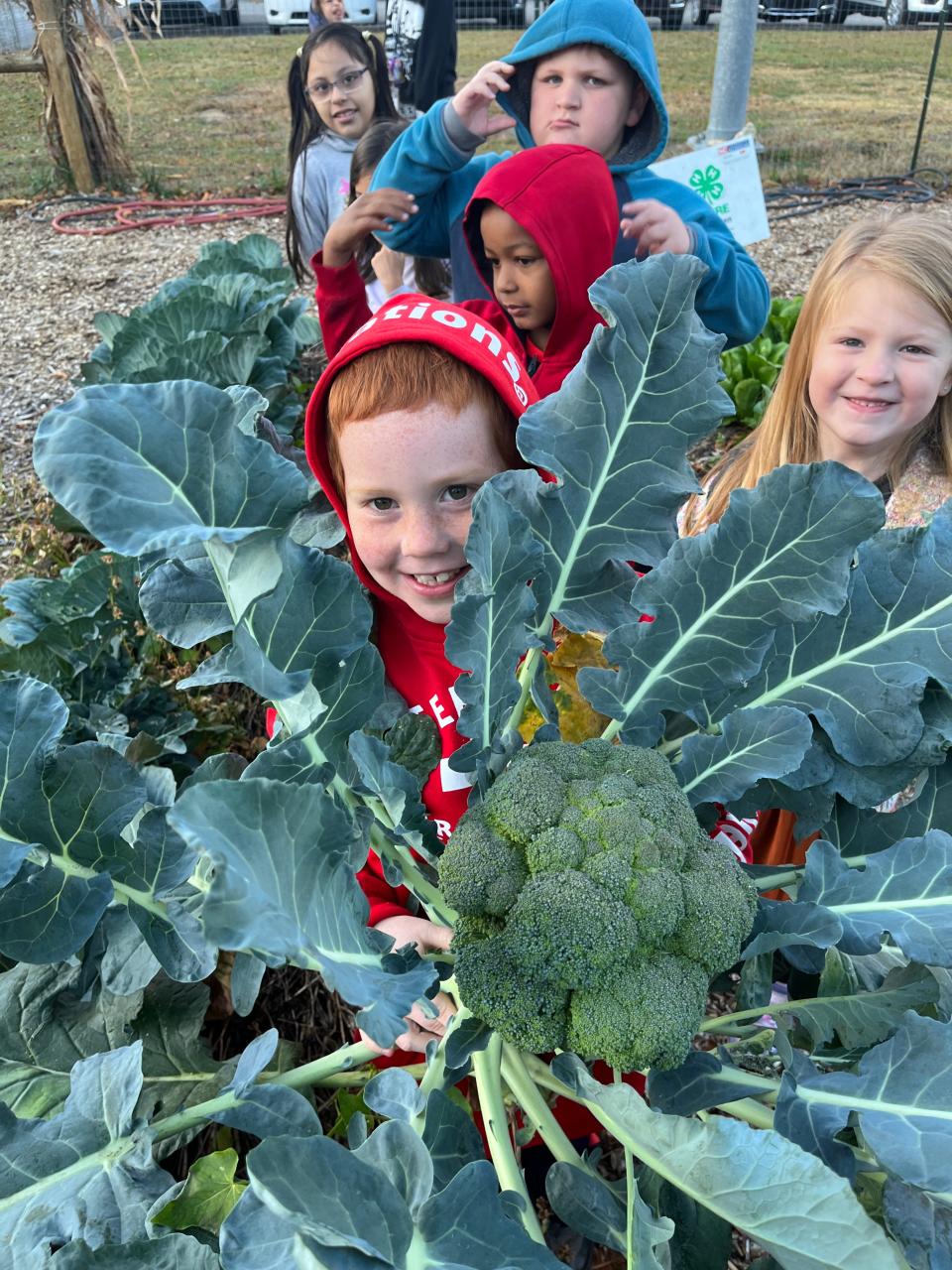 Hot Springs Elementary School first grade students harvested broccoli and cabbage earlier this fall. According to Garden Coordinator Natlie Hesed, the group talked about how produce can be purchased by weight at a grocery store, what equipment measures weight, and then used a scale to weigh the produce.