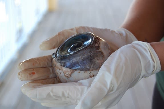 Big Blue Eye on Beach Likely from Swordfish, Experts Say