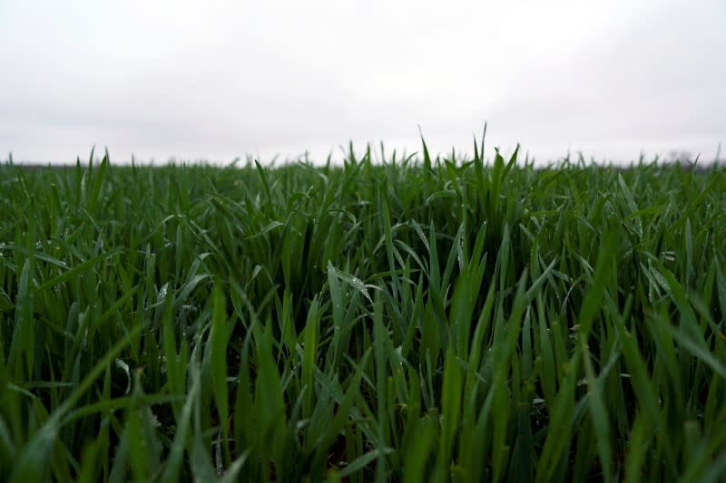 Winter wheat grows at Ward Family Farms in Pawnee