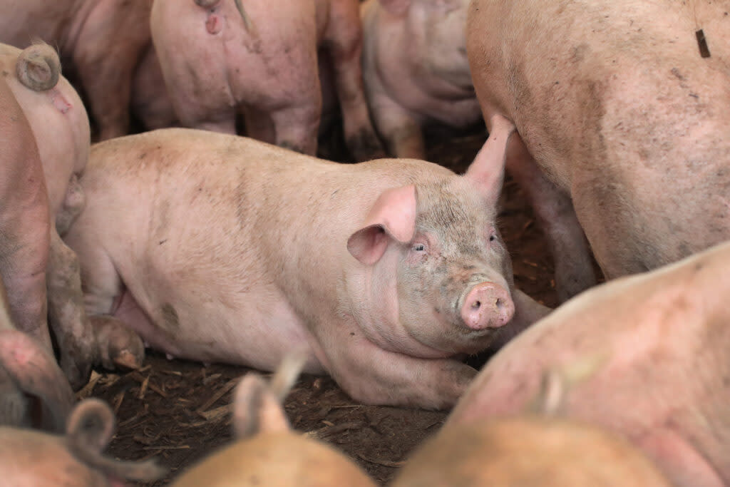 hogs sit in a crowded pen