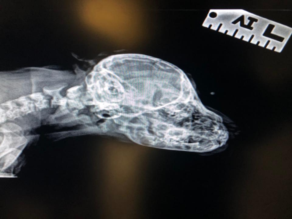 A X-ray showed the tail on Narwhal's head didn't contain any bones.