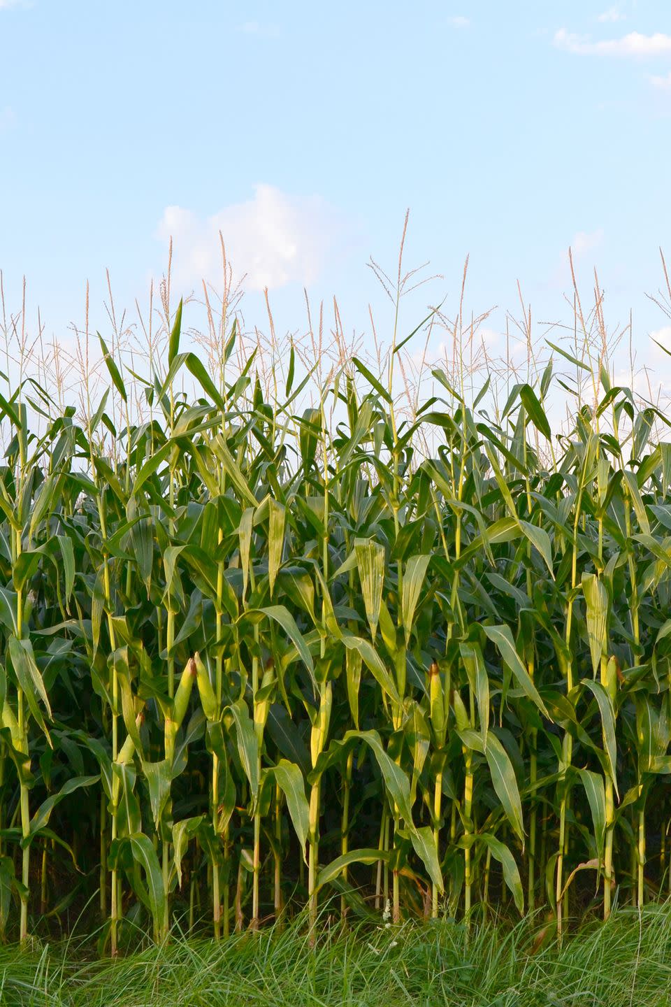 17) Graff 7A Ranch’s Corn Maze in Hondo, Texas