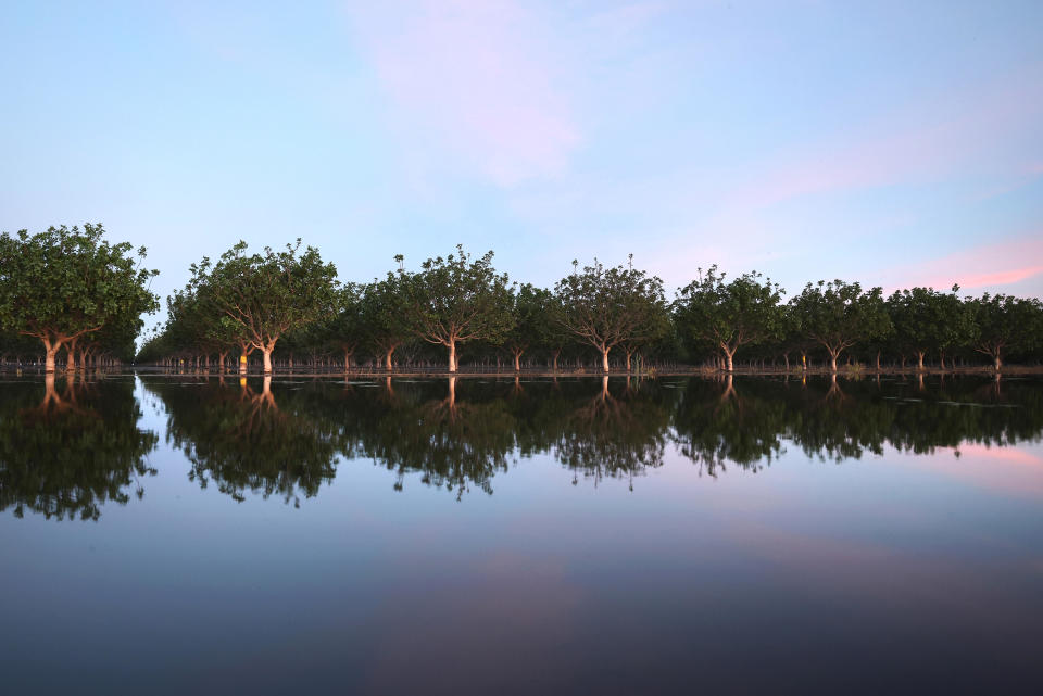 A view of rows of flooded pistachio trees from the reemerging Tulare Lake, in California's Central Valley on April 27, 2023, near Corcoran, California.  / Credit: Getty Images