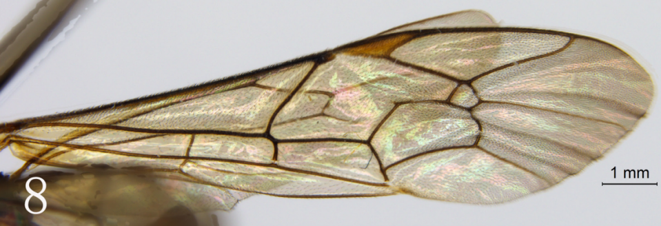 A close-up view of the wing of a Serratichneumon maculatus, or spotted parasitic wasp.