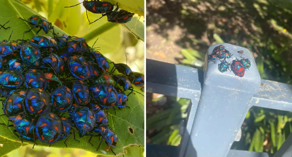 Left: Swarm of blue harlequin bugs sitting on leaf. Right: Group of colourful harlequin bugs sitting on fence. 