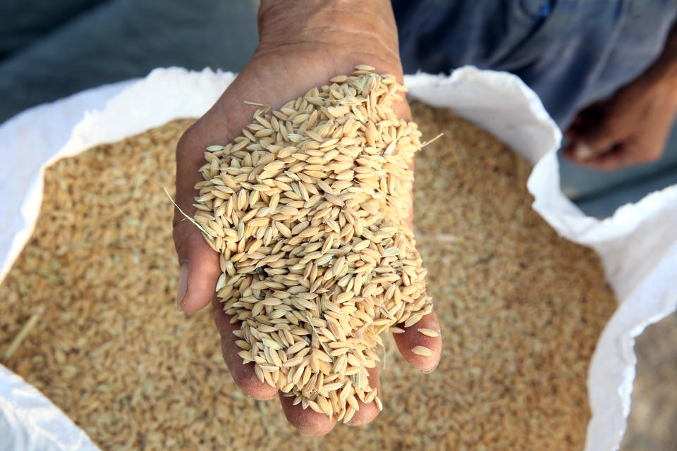 Harvesting rice grains in hand. Thay Ninh. Vietnam.