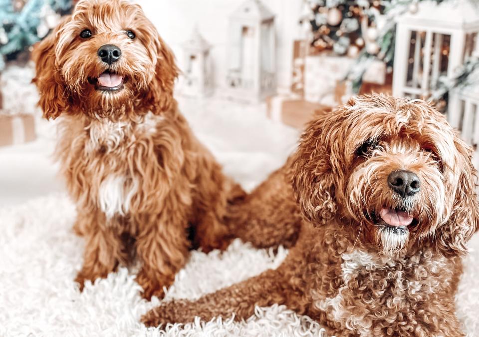 Two Cavapoos sitting on a living room rug