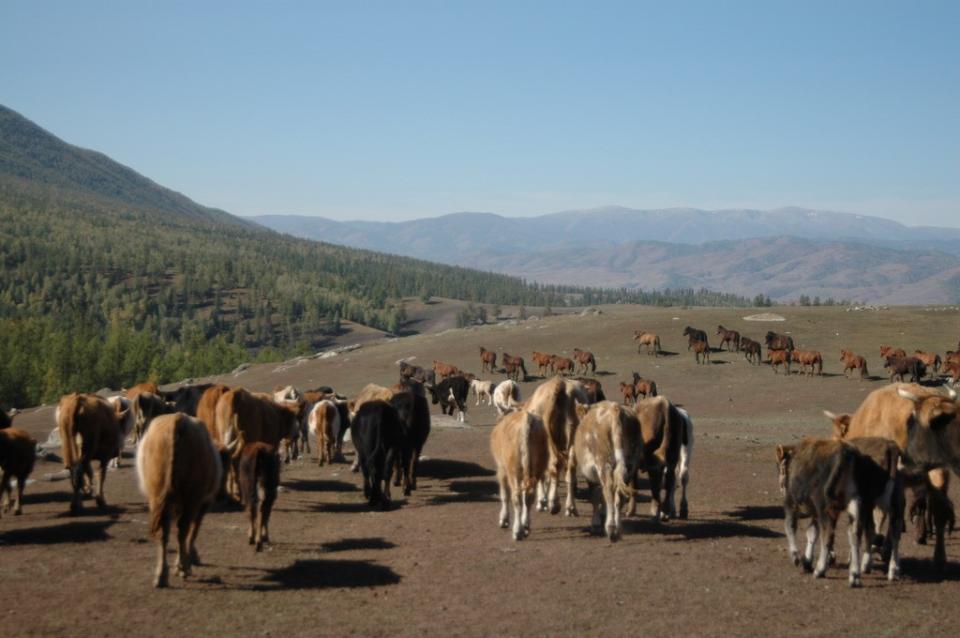 遊牧民族的大草原除地理氣候因素外，與放牧動物共生是特殊地景之成因。