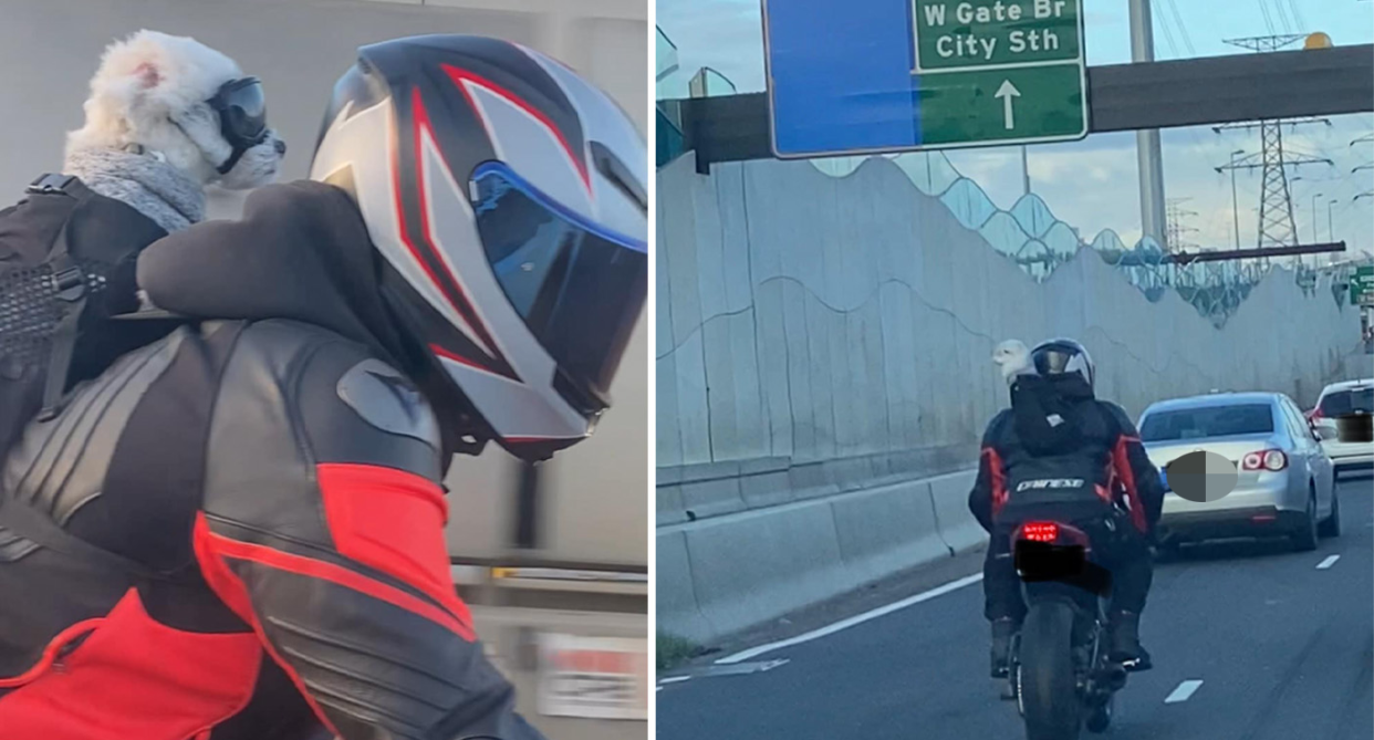 The dog inside the motorbike rider's backpack (left) and the pair further away surrounded by traffic in Melbourne (right).