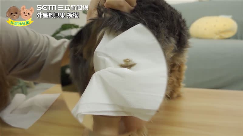 主人示範如何幫愛犬擠肛門腺。（圖／外星狗貝果 授權）