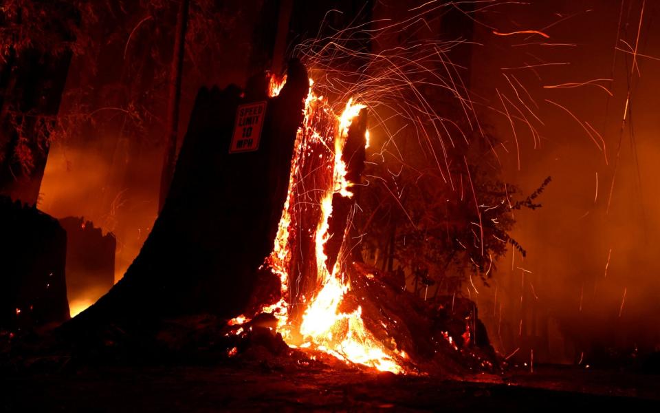 Fire guts a tree at the CZU Lightning Complex fire in Boulder Creek - REUTERS