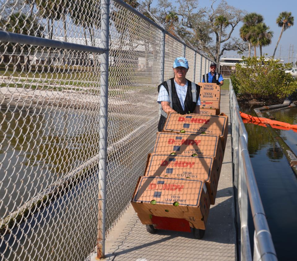 The media was invited in February 2023 to watch manatee feeding at Florida Power & Light’s Cape Canaveral Energy Center on U.S. 1, along the India River Lagoon, north of Cocoa.