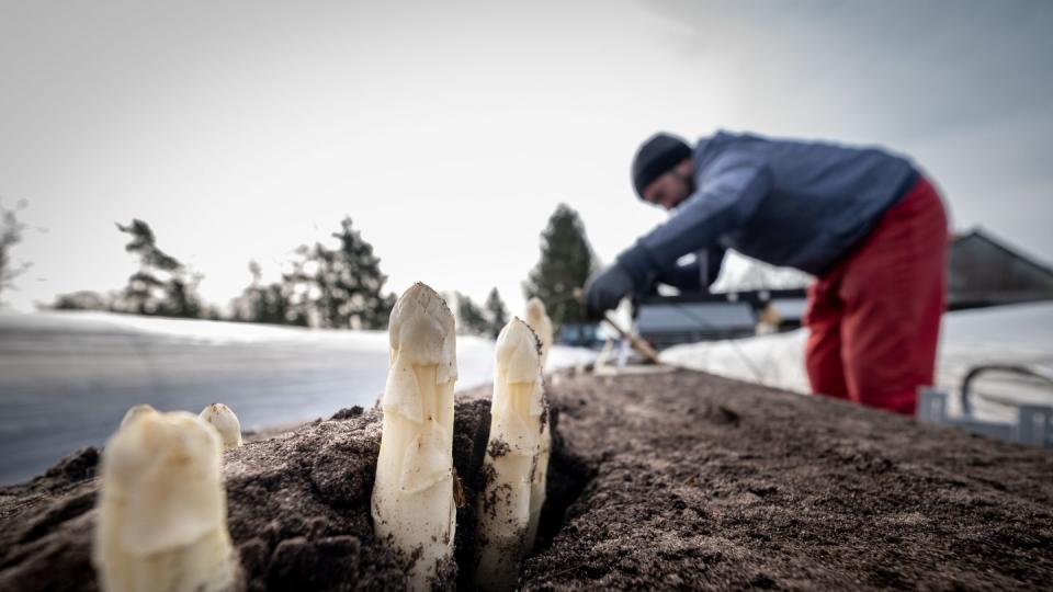 Erntehelfer stechen im Frühjahr 2020 Spargelstangen auf einem Feld im Kreis Nienburg/Weser.