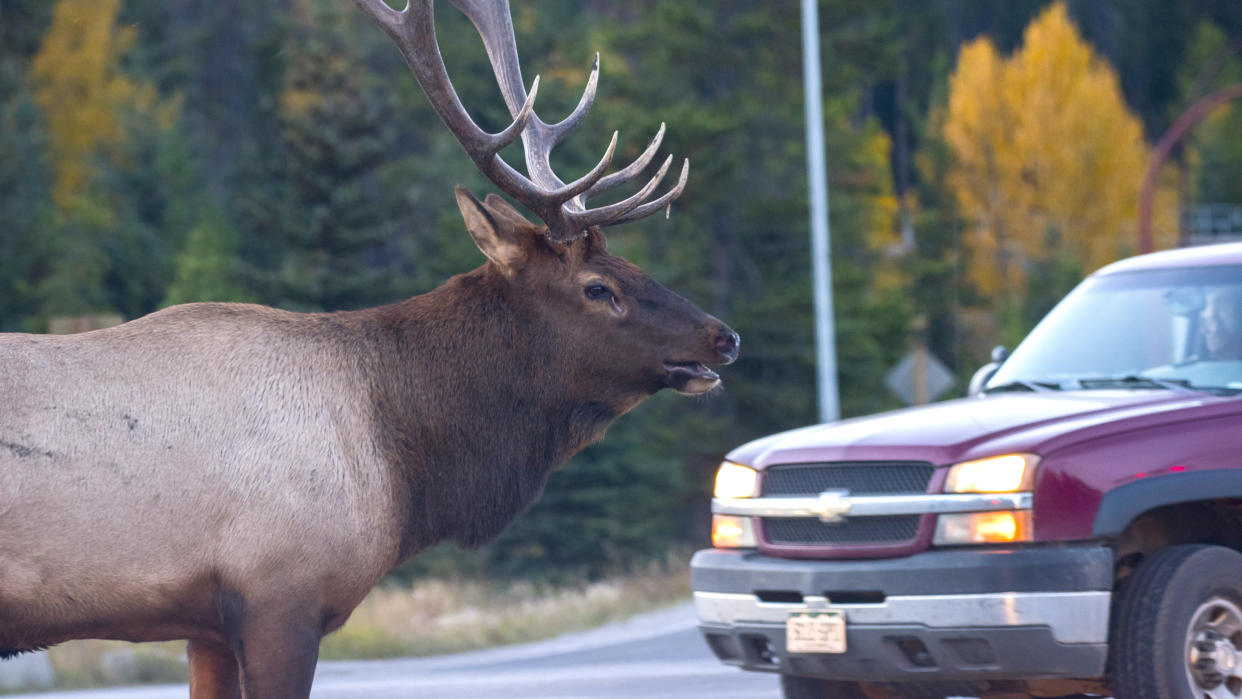  Bull elk beside car. 