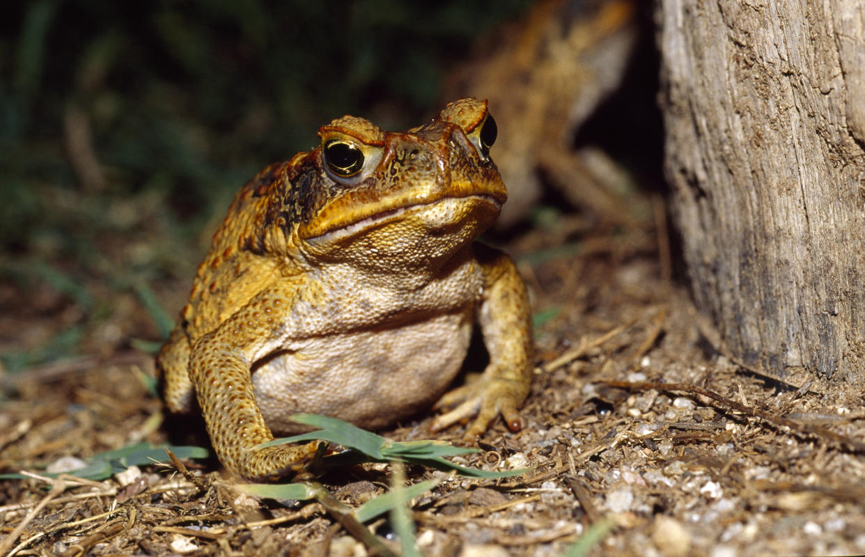 https://www.gettyimages.co.uk/detail/photo/mt-molloy-queensland-australia-royalty-free-image/81989371