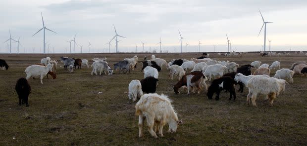 Goats graze on a field next to the turbines of Czech CEZ wind park, Europe&#39;s largest on land.