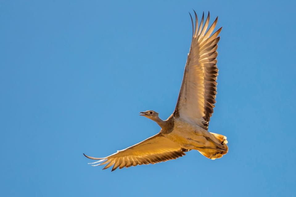 A bustard soars in the Portuguese sky - getty