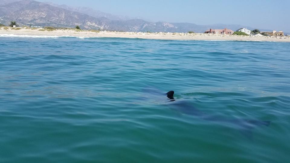 young great white shark seen from a boat with its fin out of the water.  the coastline is also visible