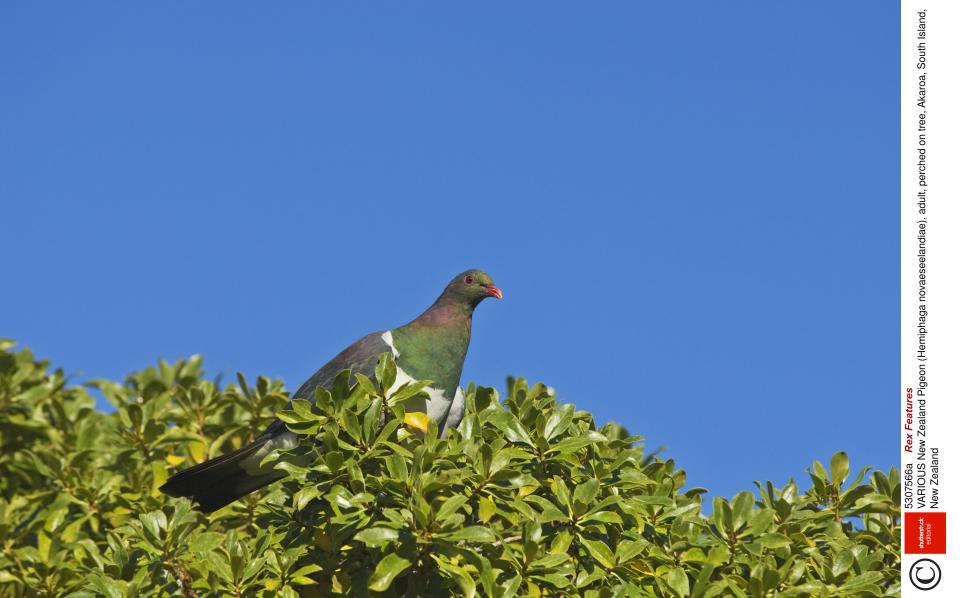 A New Zealand pigeon, also known as a kererū, perches in a tree in Akaroa on New Zealand's South Island. (Terry Whittaker/Flpa/imageBROKER/REX)