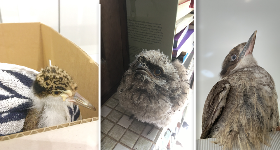 Three images. A plover chick, a tawny frogmouth chick and a kookaburra chick - all in care.