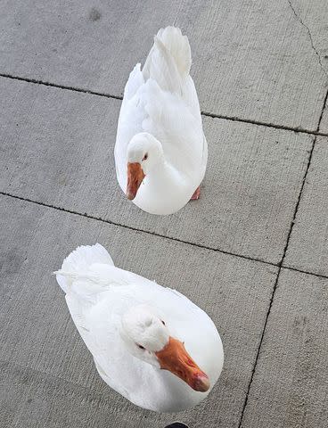 <p>Riverside Cemetery</p> Widowed geese find love at Iowa cemetery