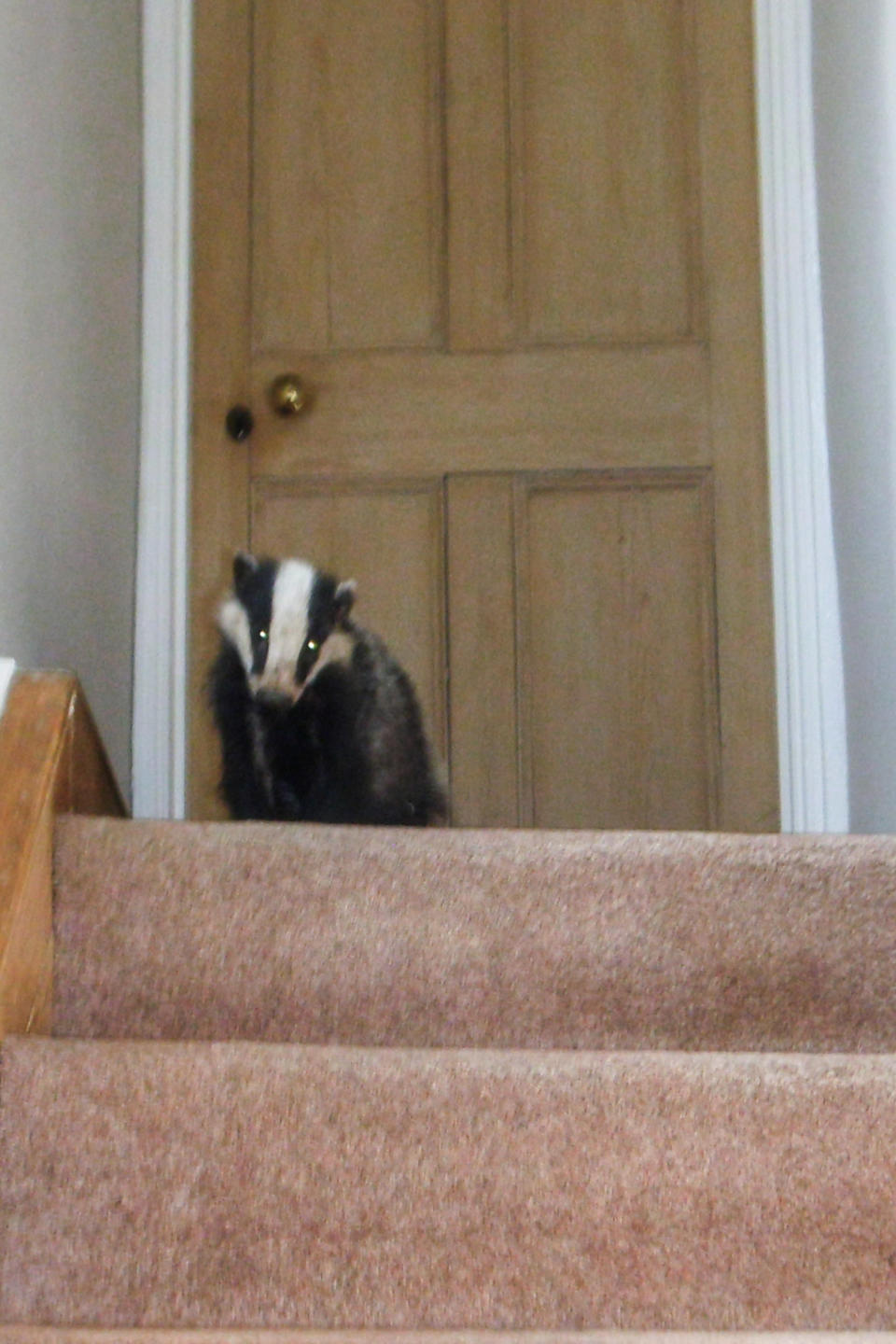 Wife Hazel quickly grabbed her camera and snapped the badger before they ushered it out of the house. (Caters News)