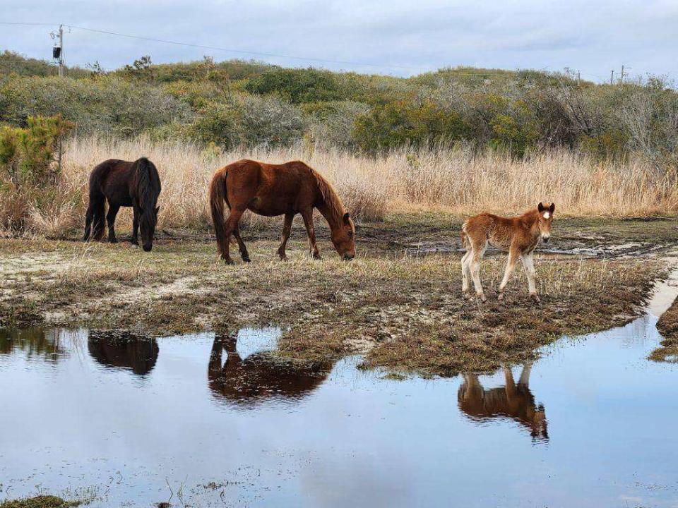 <p>Corolla Wild Horse Fund</p>